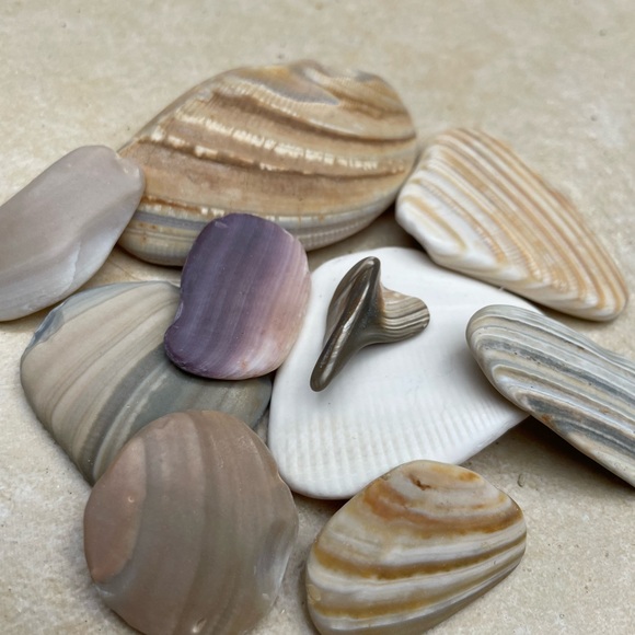 🌊 Set of 10 Calming Serenity Shells 🐚 + a shark tooth!🦈 Fidget or decor - Picture 4 of 7